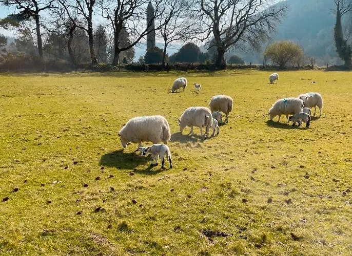 Hostel Glendalough International Youth