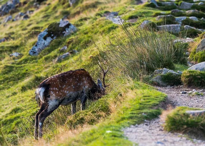 Glendalough International Youth Laragh